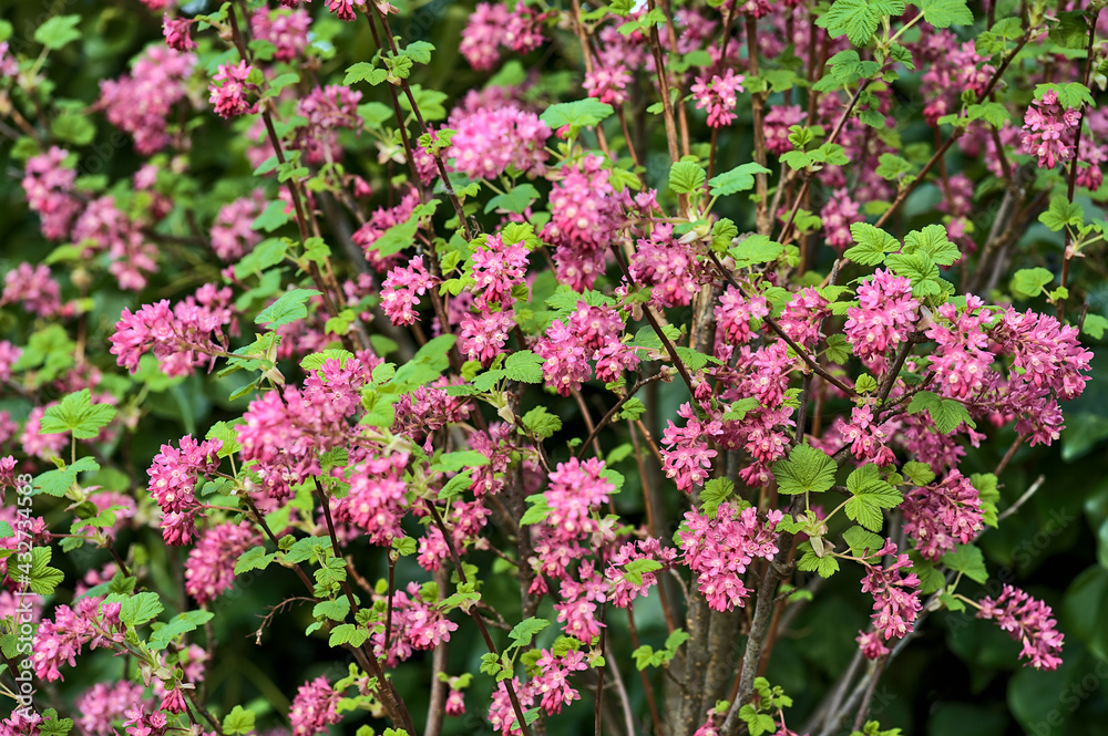 Beautiful closeup spring view of wild red-flowering currant (Ribes sanguineum) pink corolla and yellow stamens blossom growing in Ballinteer, Dublin, Ireland. Soft and selective focus Beautiful closeup spring view of wild red-flowering currant (Ribes sanguineum) pink corolla and yellow stamens blossom growing in Ballinteer, Dublin, Ireland. Soft and selective focus