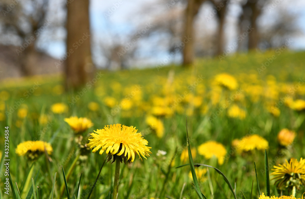 Obraz premium Taraxacum sect. Ruderalia