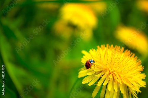 Fotografiet Yellow dandelions in the field. Ladybug on a flower.