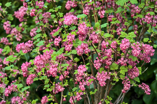 Beautiful closeup spring view of wild red-flowering currant (Ribes sanguineum) pink corolla and yellow stamens blossom growing in Ballinteer, Dublin, Ireland. Soft and selective focus
