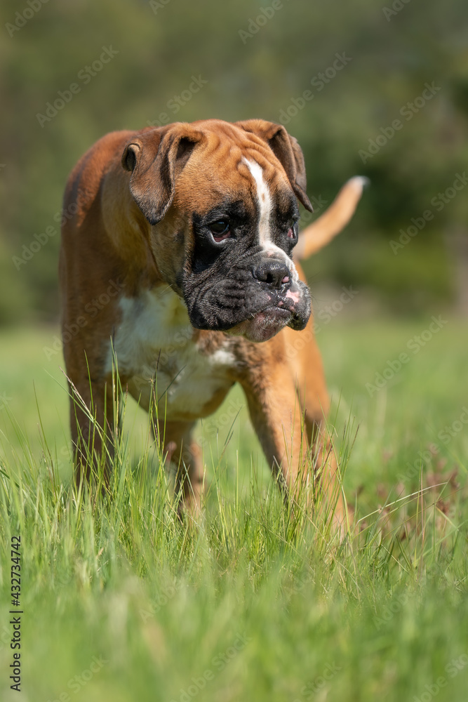 One year old puppey of boxer with eye disease standing in the nature grass
