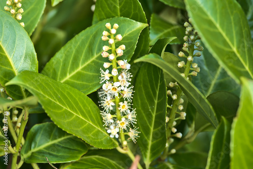 Beautiful closeup spring view of white blooming common laurel (Prunus laurocerasus) in Marlay Park, Dublin, Ireland. Soft and selective focus