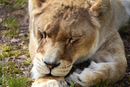 sleeping lion