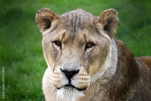 Lioness face on