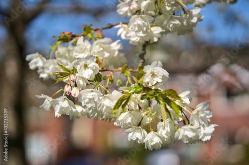 Beautiful blurry closeup view of delicate spring white cherry (Prunus Shogetsu Oku Miyako) blossoms flowering branch in Ballinteer, Dublin, Ireland. Soft and selective focus