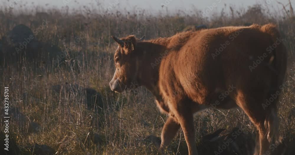 A brown calf walking through the dry weeds of a grazing land at sunset. Slow motion. A brown calf walking through the dry weeds of a grazing land at sunset. Slow motion.