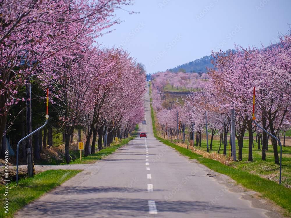 中札内村の桜