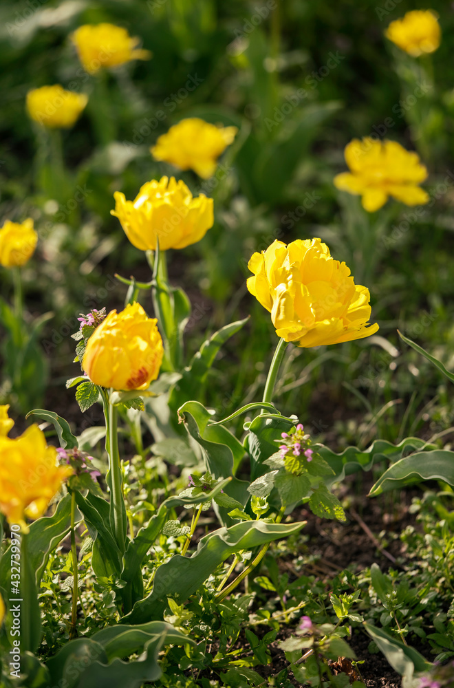 Fototapeta premium Floral background terry yellow tulips selective focus