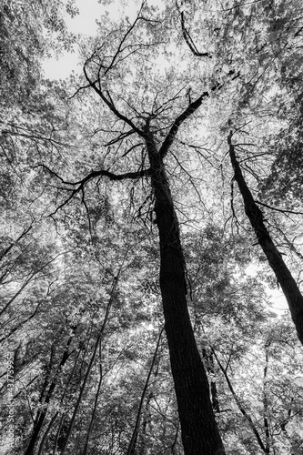 Tall trees in spring, foliage making textures