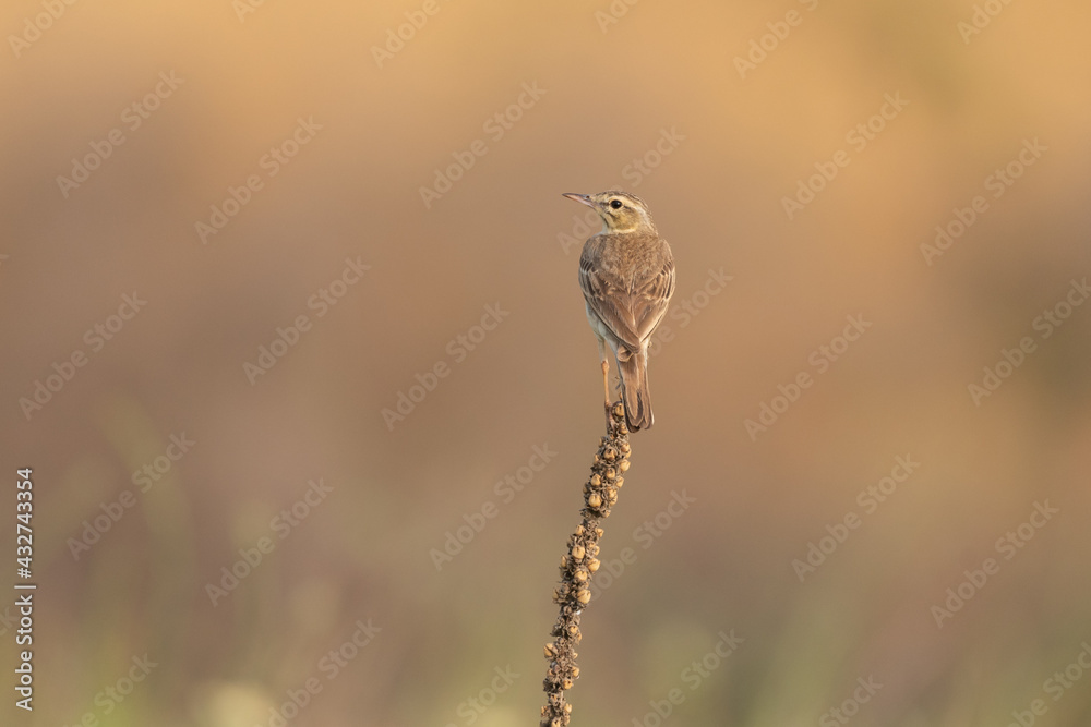 Tawny pipit, Anthus campestris, spring in the wild