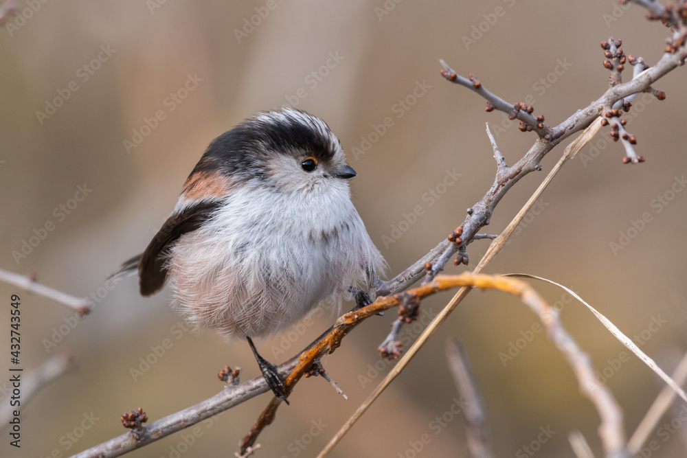 Obraz premium Long-tailed Tits Aegithalos caudatus in the wild