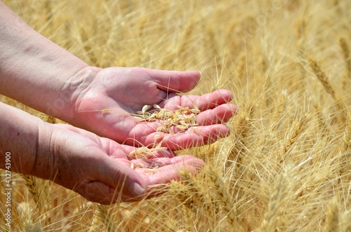 Close-up of ripe organic rye wheat ears on agricultural field during harvest with wives hands
