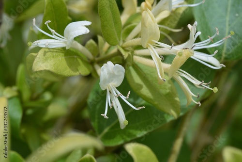 Japanese honeysuckle flowers. Caprifoliaceae evergreen vine tree. 