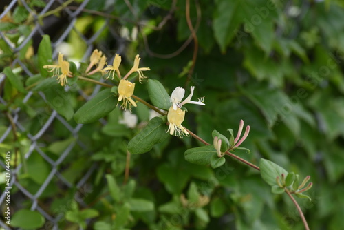 Japanese honeysuckle flowers. Caprifoliaceae evergreen vine tree. 