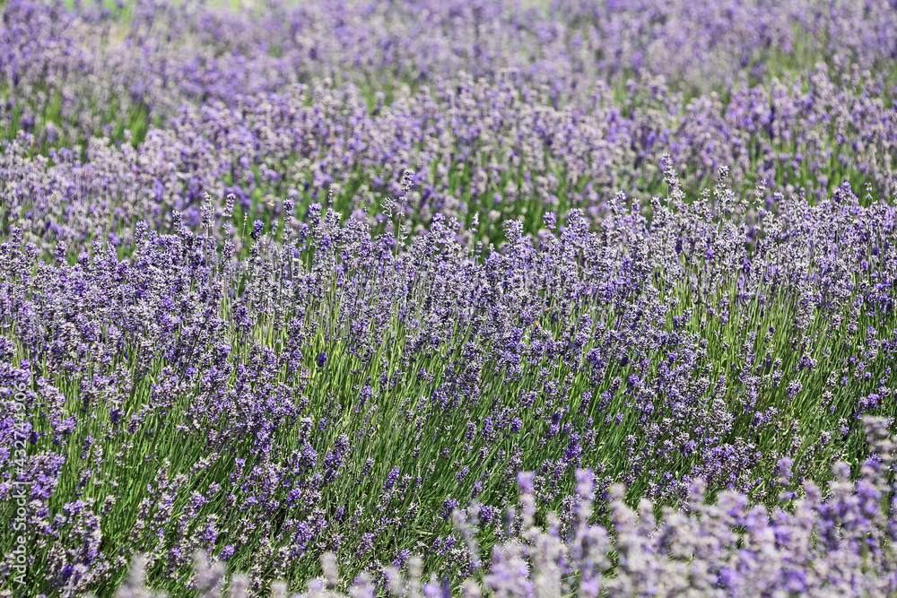 Fototapeta premium Lavender field , New Zealand