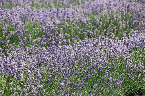 Two rows of Lavender, New Zealand