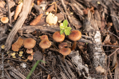 Mushrooms in the forest under a tree. Lots of small brown inedible mushrooms.
