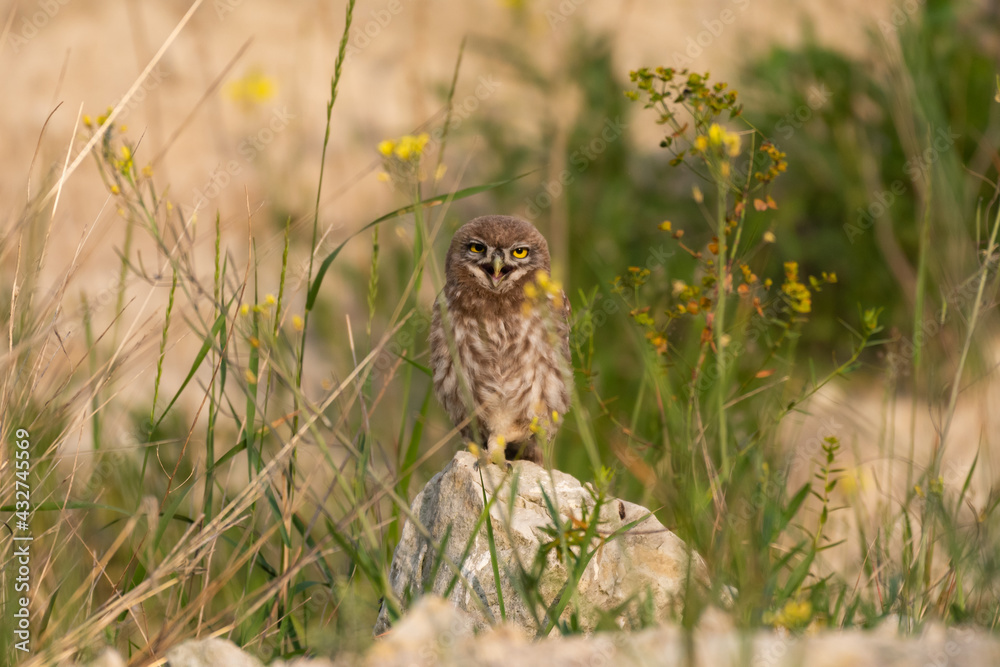 Young little owl Athene noctua hiding in the grass Young little owl Athene noctua hiding in the grass