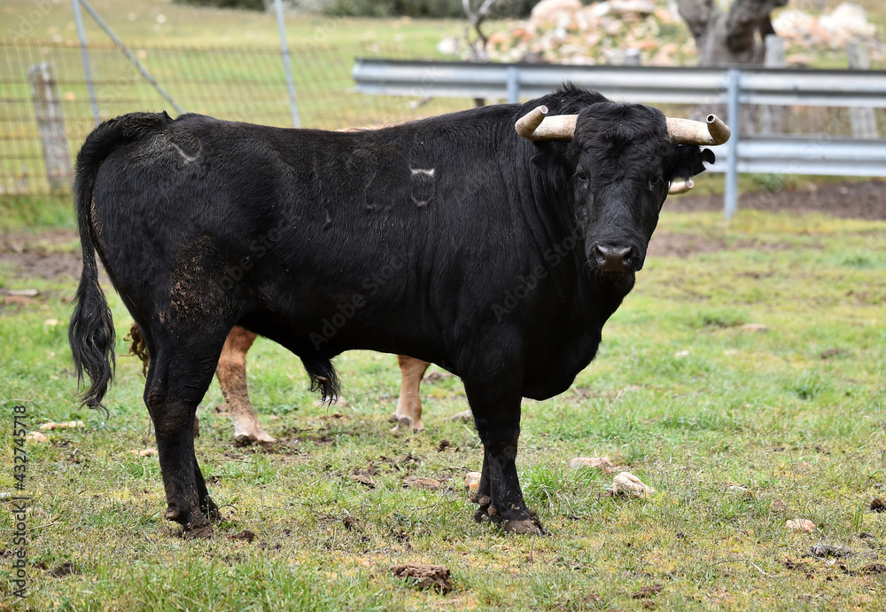 spanish black bull with big horns on the cattle farm spanish black bull with big horns on the cattle farm
