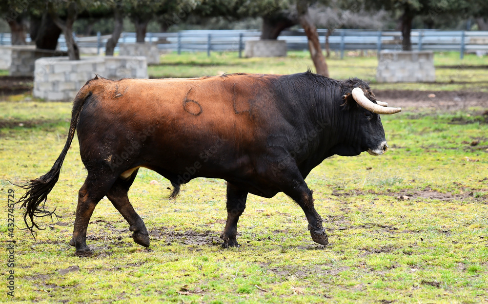 spanish black bull with big horns on the cattle farm spanish black bull with big horns on the cattle farm