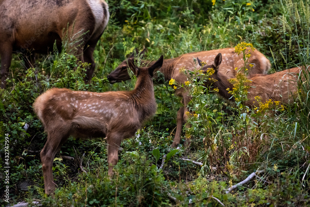 Spotted Elk Graze Along Mountain Slope
