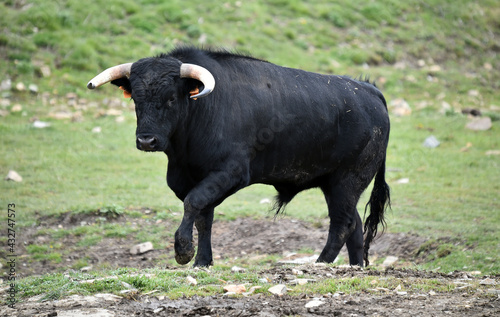 spanish black bull with big horns on the cattle farm