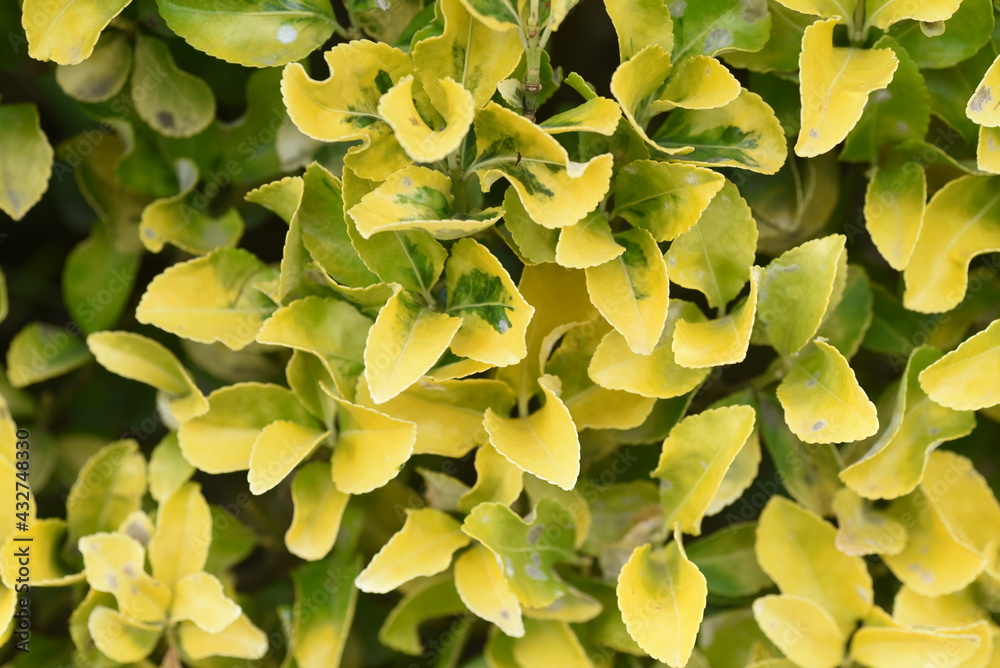 A golden Japanese spindle tree hedge. A golden Japanese spindle tree hedge.