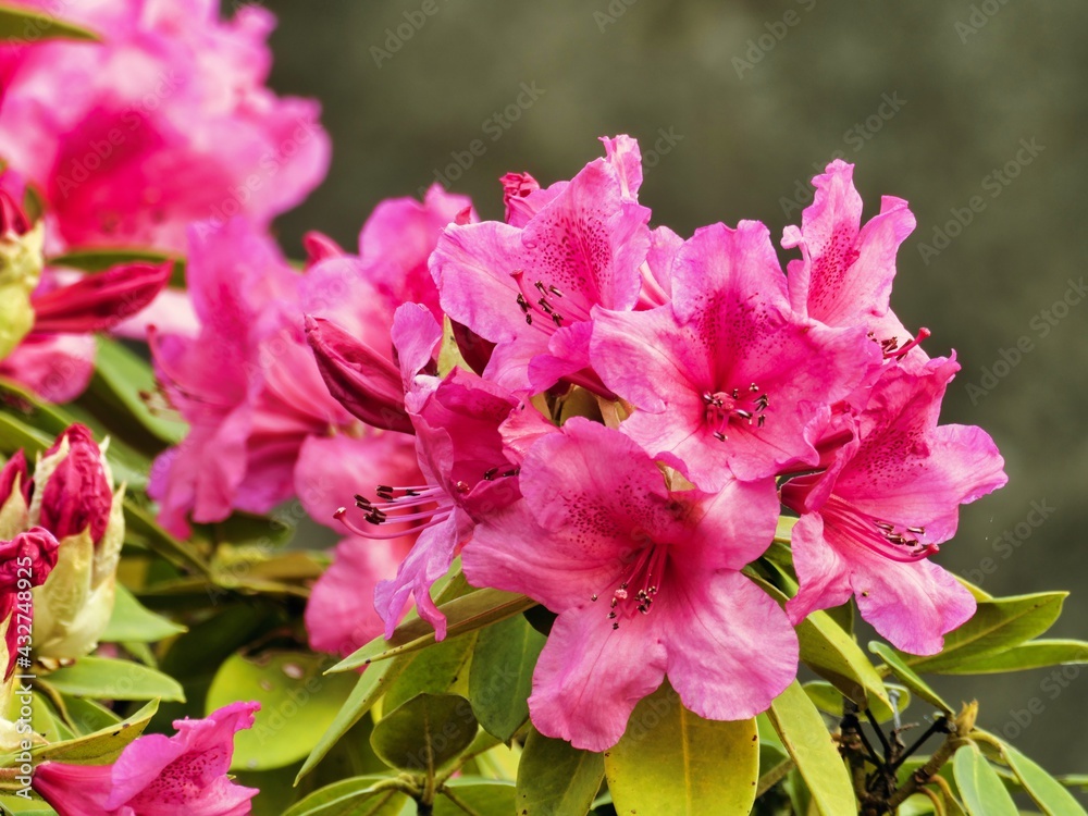 Tokyo,Japan-May 8, 2021: Rhododendron or alpine rose or Shakunage in full bloom
