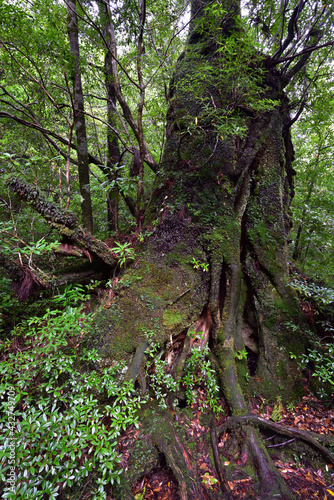 Deep cedar forest of Yakushima  Japan