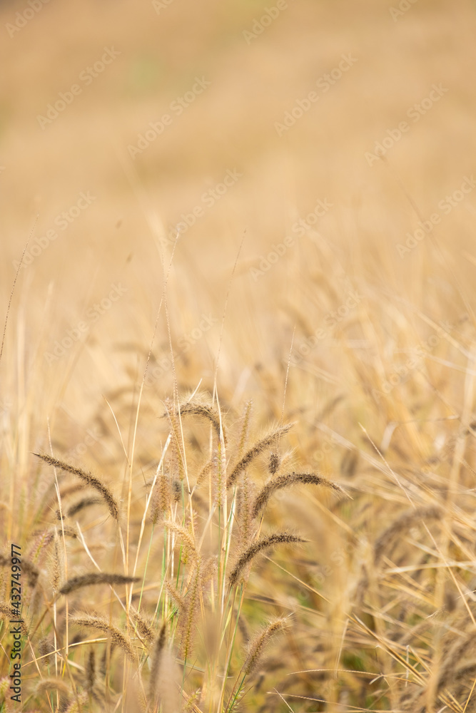 Natural hay has a brown color.