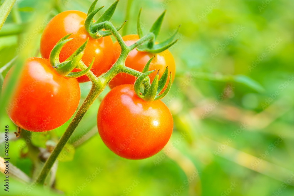 Red tomatoes are very fresh in garden.
