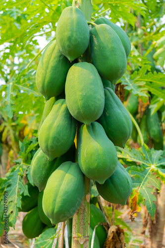 The unripe papaya fruit has a green color on the tree.