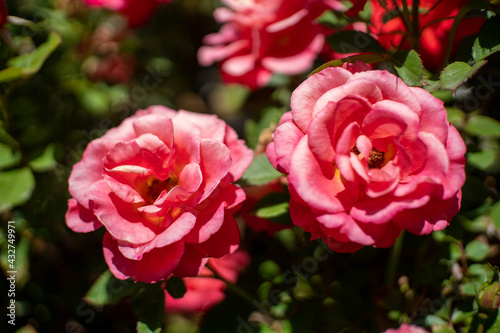 Red roses in the garden