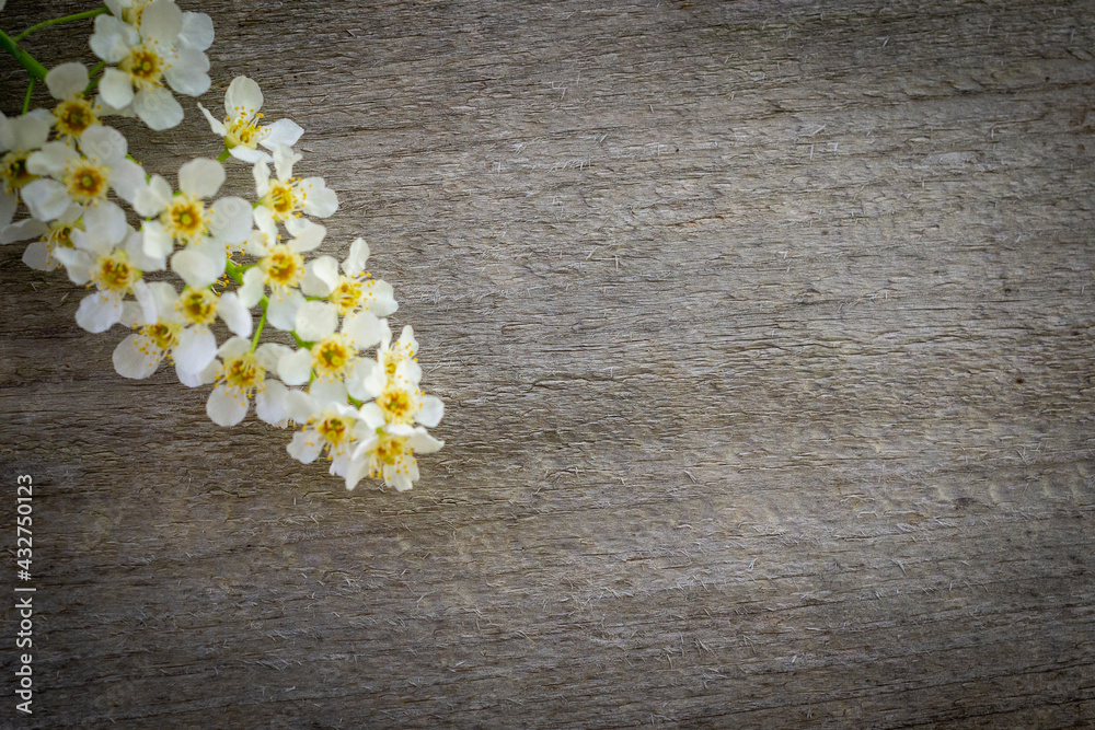 Obraz premium Blooming bird cherry on a wooden background.