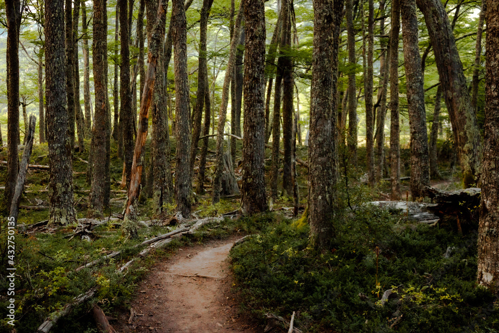 Fototapeta premium footpath in the woods