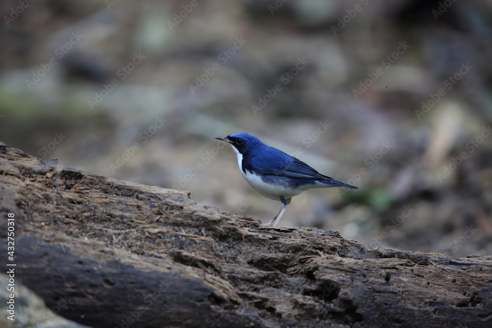 Siberian blue robin (Luscinia cyanea) male in Malaysia Siberian blue robin (Luscinia cyanea) male in Malaysia