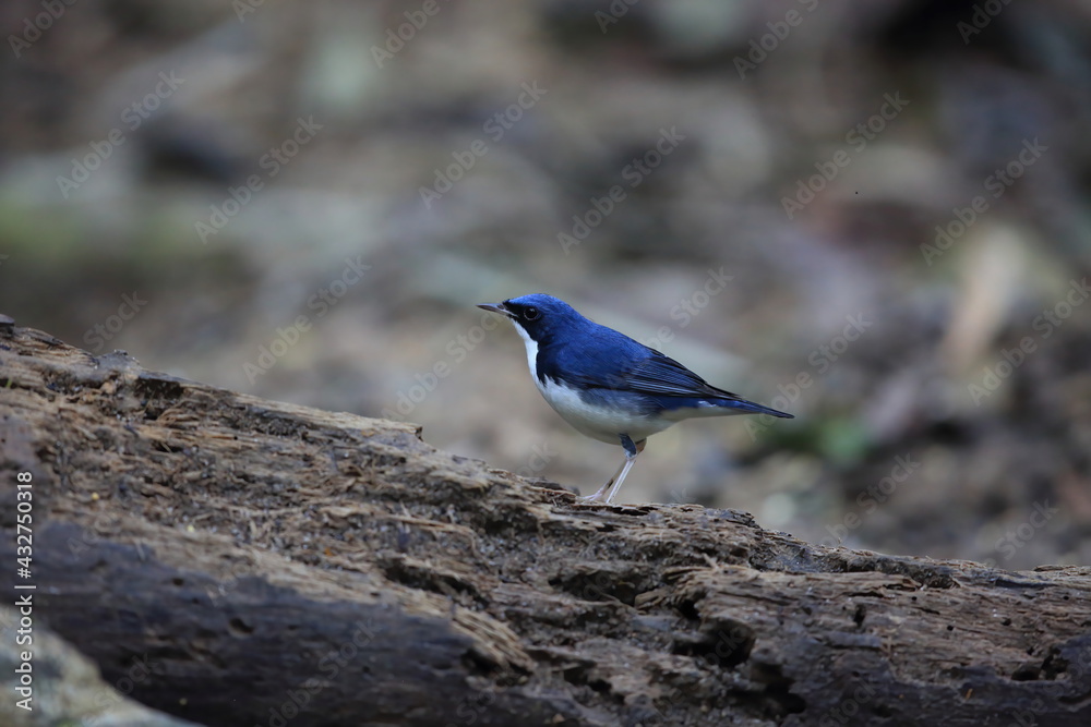 Siberian blue robin (Luscinia cyanea) male in Malaysia