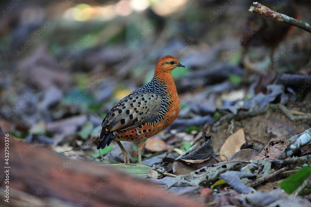 Ferruginous Partridge (Caloperdix oculeus) in Malaysia Ferruginous Partridge (Caloperdix oculeus) in Malaysia