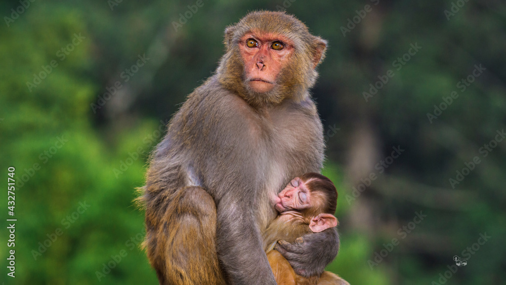 Fototapeta premium Mother's Love