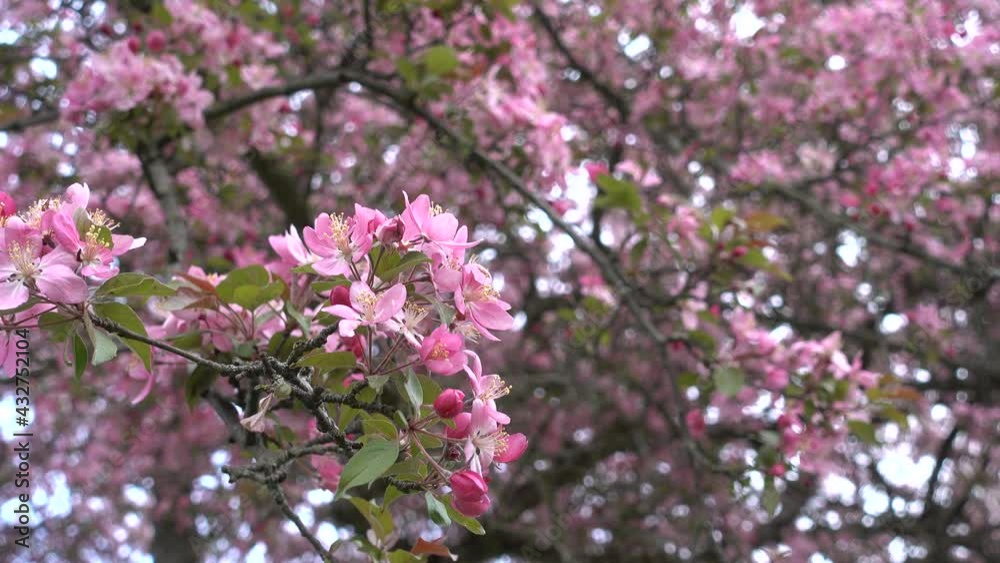 Sakura Cherry Tree Blossoms With Front Branch Blooms In Focus Pink Leaves Blossoms Sakura Cherry Tree Blossoms With Front Branch Blooms In Focus Pink Leaves Blossoms
