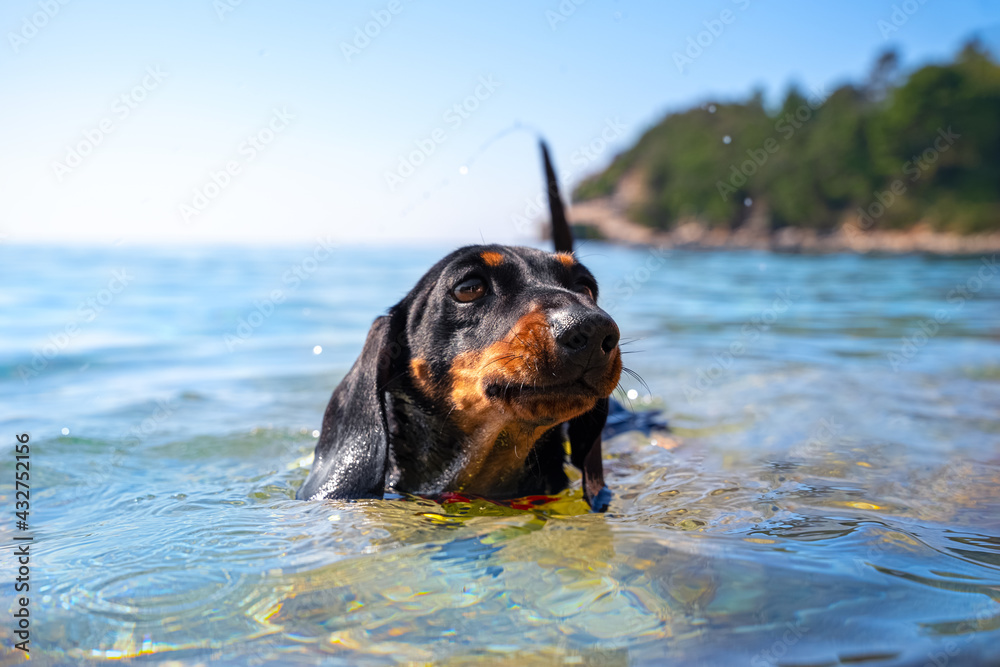 Do Dachshunds Like Swimming