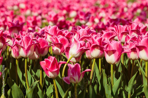 Spring background with pink tulips flowers. beautiful blossom tulips field. spring time. banner  copy space 
