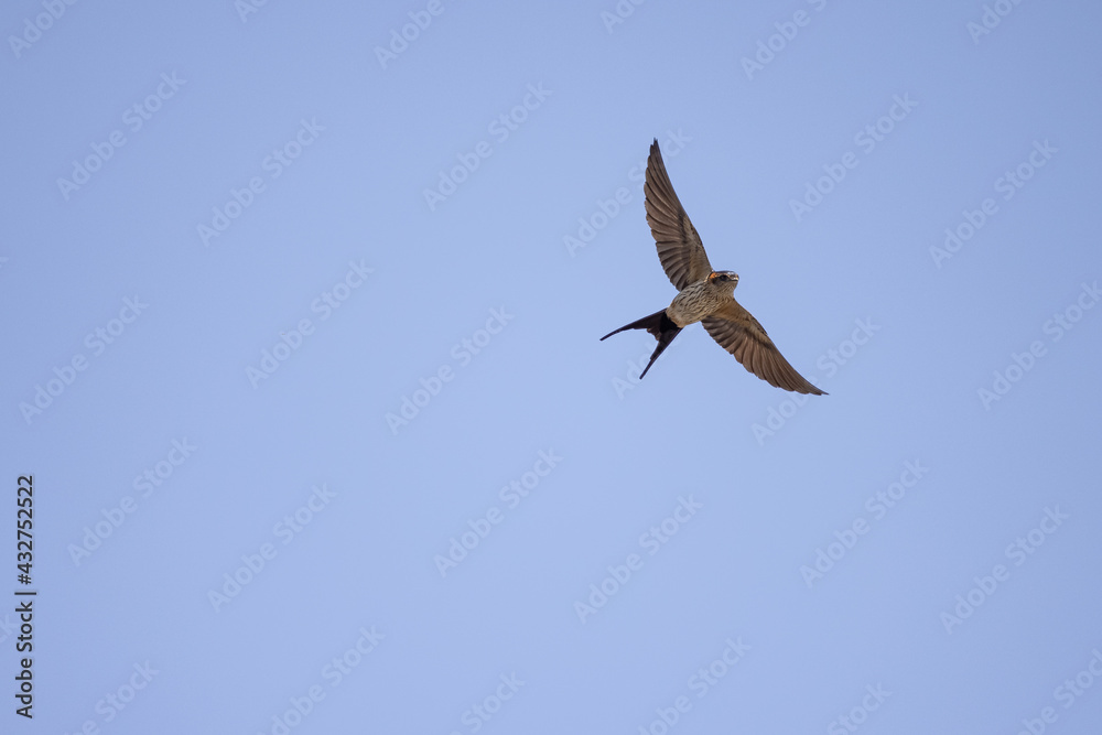 Obraz premium ツバメ