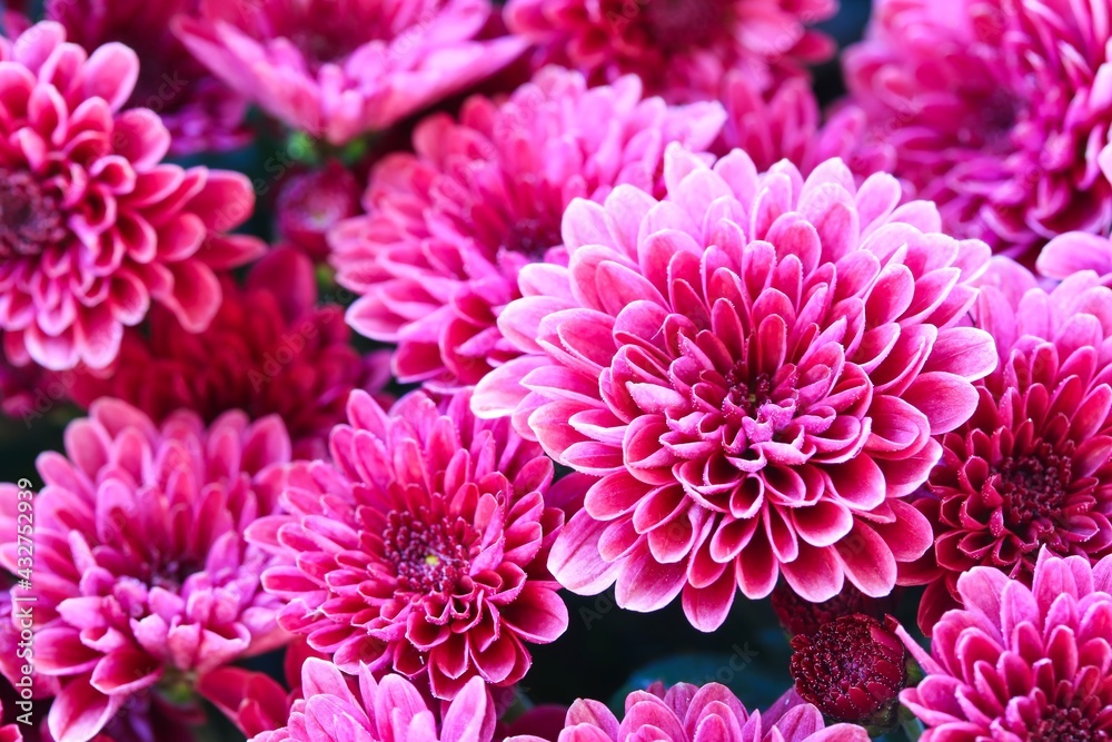 A close up shot of a group of beautiful pink chrysanthemum flowers in natural light. A close up shot of a group of beautiful pink chrysanthemum flowers in natural light.