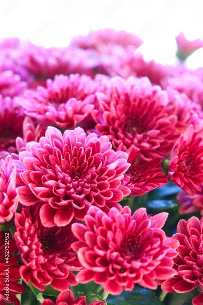 A close up shot of a group of beautiful pink chrysanthemum flowers in natural light.