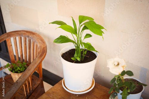 Fototapeta Naklejka Na Ścianę i Meble -  Spathiphyllum  in a white plastic pot on a wooden table. Potted plants: peace lily, rose, mint. Home gardening in summer.