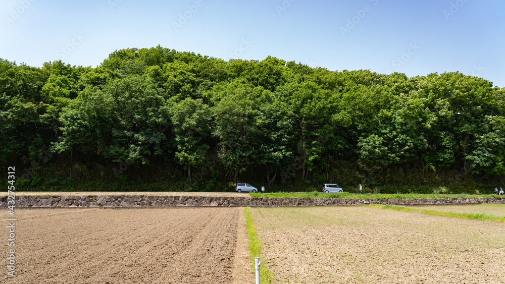 Obraz premium Mountain trees swaying in the early summer breeze and Japanese rice fields before rice planting