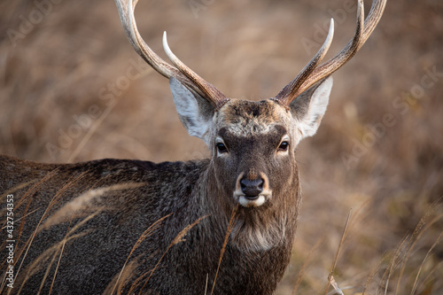 荒野のエゾシカ