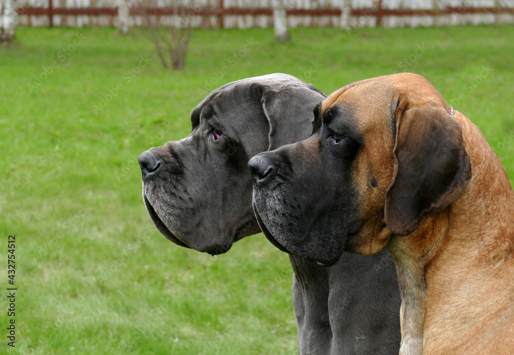 Two great dane close up portrait