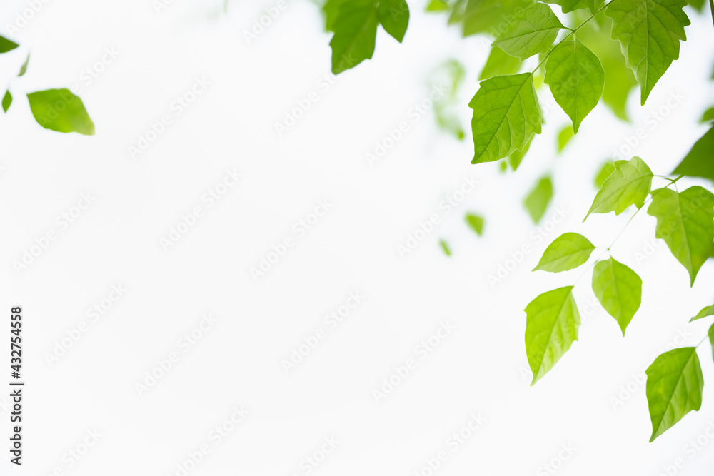 Beautiful nature view green leaf on white sky background under sunlight with copy space using as background natural plants landscape, ecology wallpaper concept.